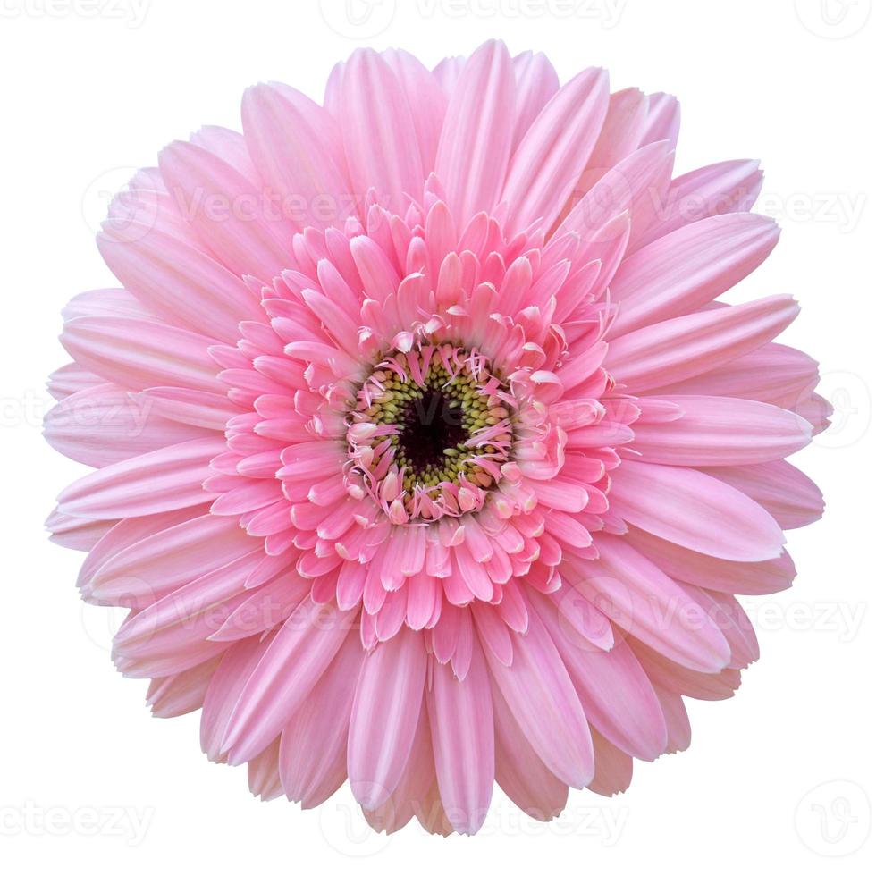 roze gerbera bloem geïsoleerd op wit met uitknippad foto