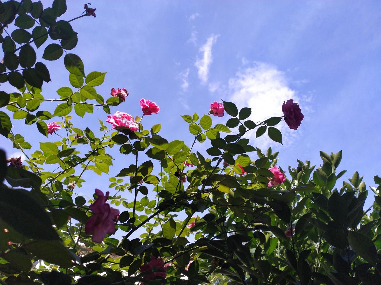natuur achtergrond. roze roos plant met blauwe lucht. foto