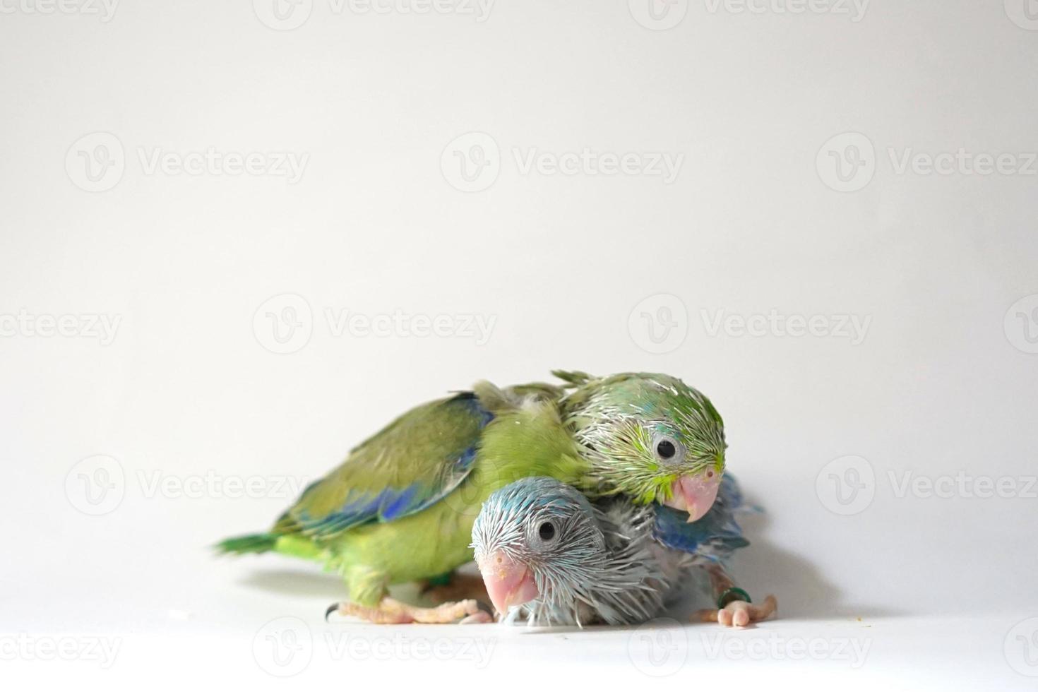 forpus baby vogel pasgeboren groen en blauw bonte kleur broer of zus huisdieren staande op een witte achtergrond, het is de kleinste papegaai ter wereld. foto