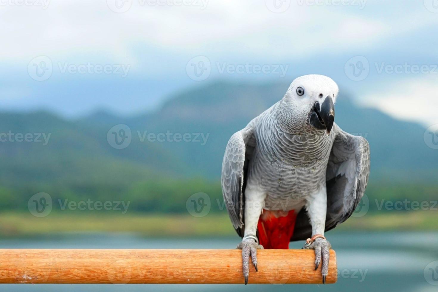 Afrikaanse grijze papegaai psittacus erithacus op een baars een wazige natuurlijke achtergrond foto