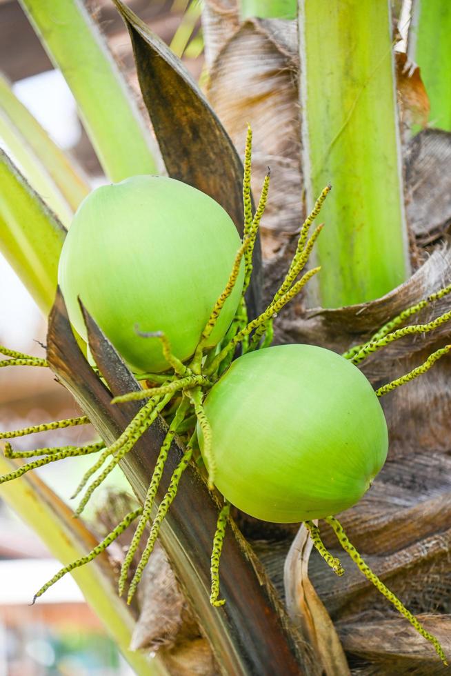 jong kokosfruit op de kokospalm, vers groen kokospalm tropisch fruit op plant in de tuin in de zomer foto