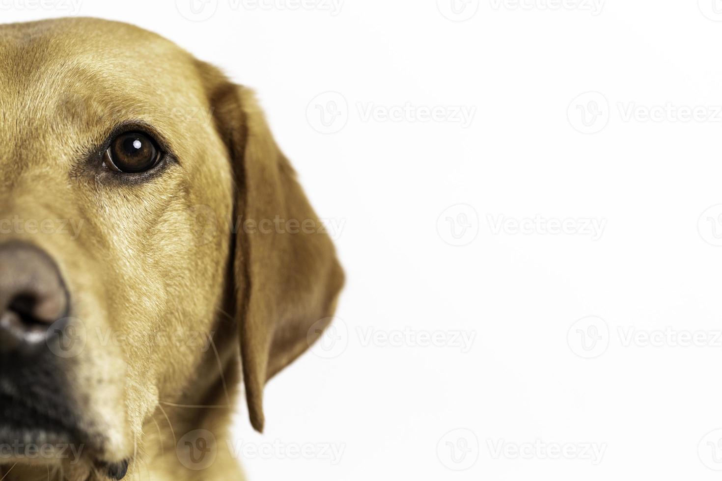 gele labrador of labrador retriever foto