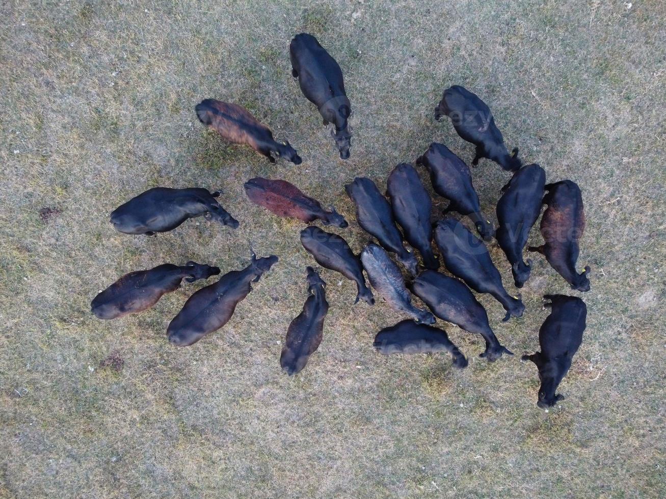 prachtige zwarte Britse stieren en koeien op Engelse boerderijen op het platteland, dronebeelden bij zonsondergang foto