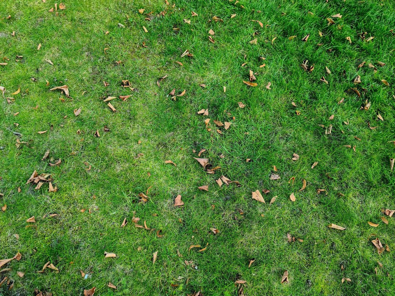 close-up oppervlak van groen gras op een weide op een zonnige zomerdag. foto