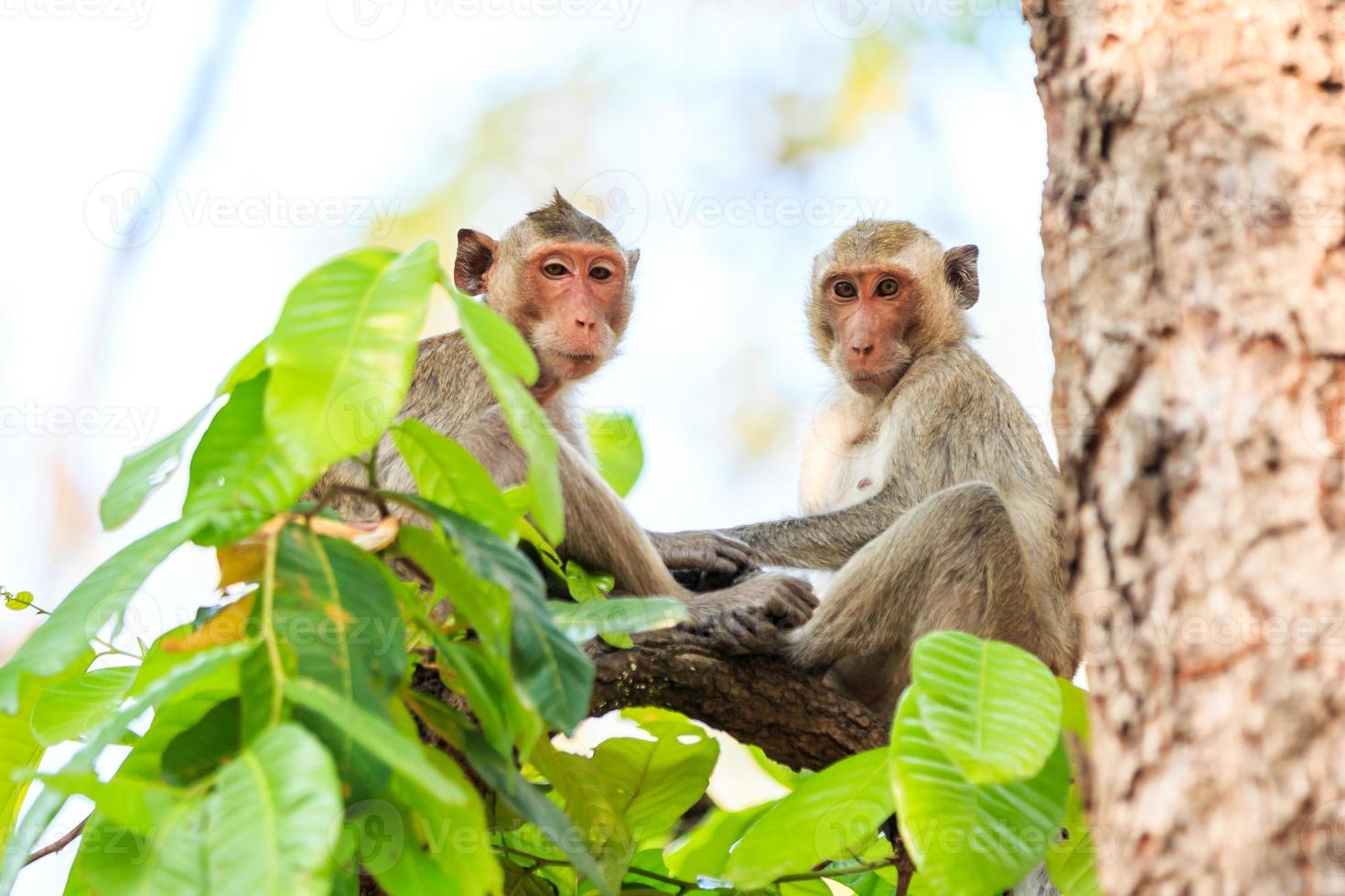 (krab-etende makaken) op boom in Thailand foto