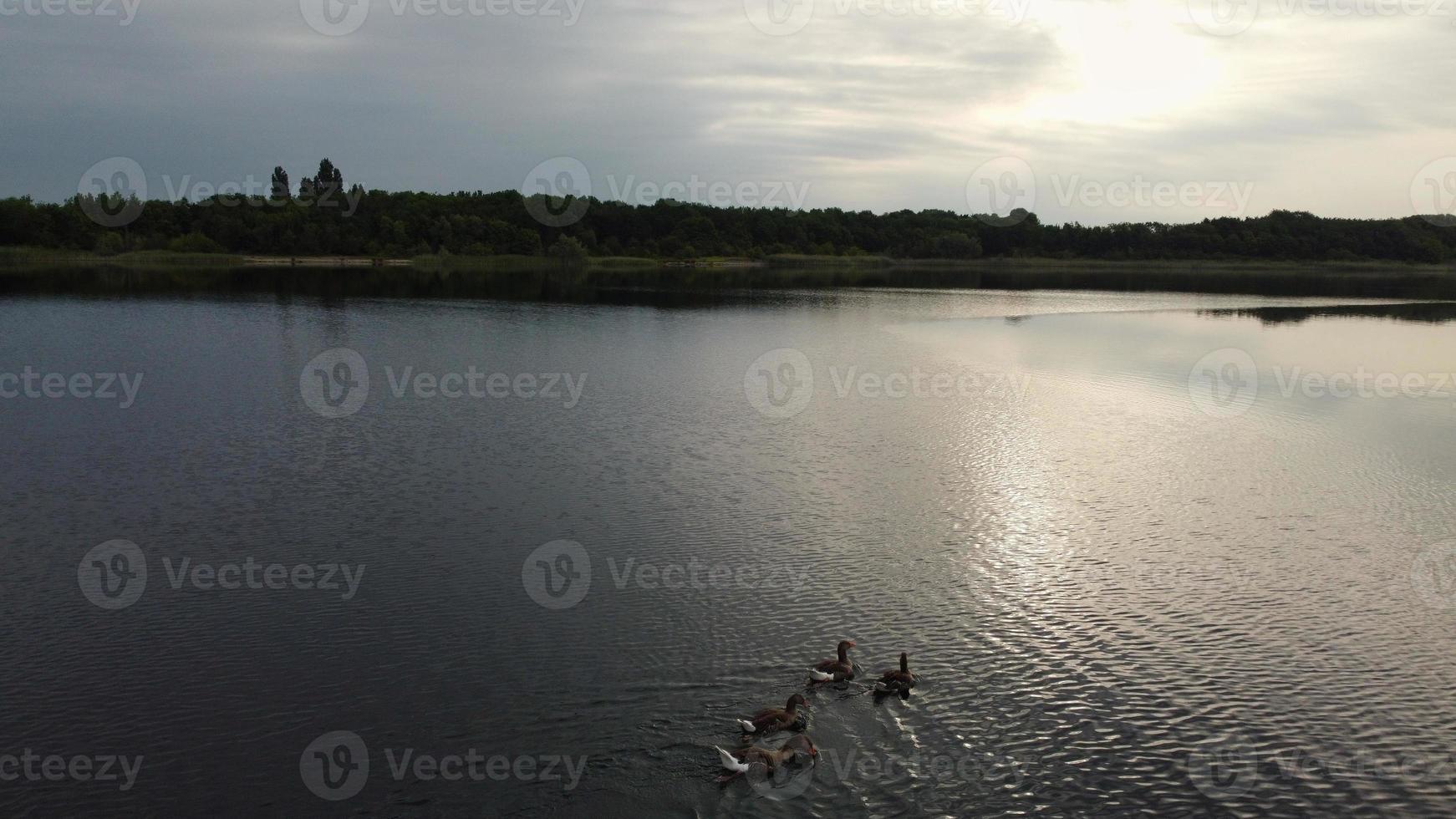 luchtfoto en hoge hoek beeld schattige watervogels zwemmen in het stewartby meer van engeland uk op mooie vroege ochtend bij zonsopgang foto