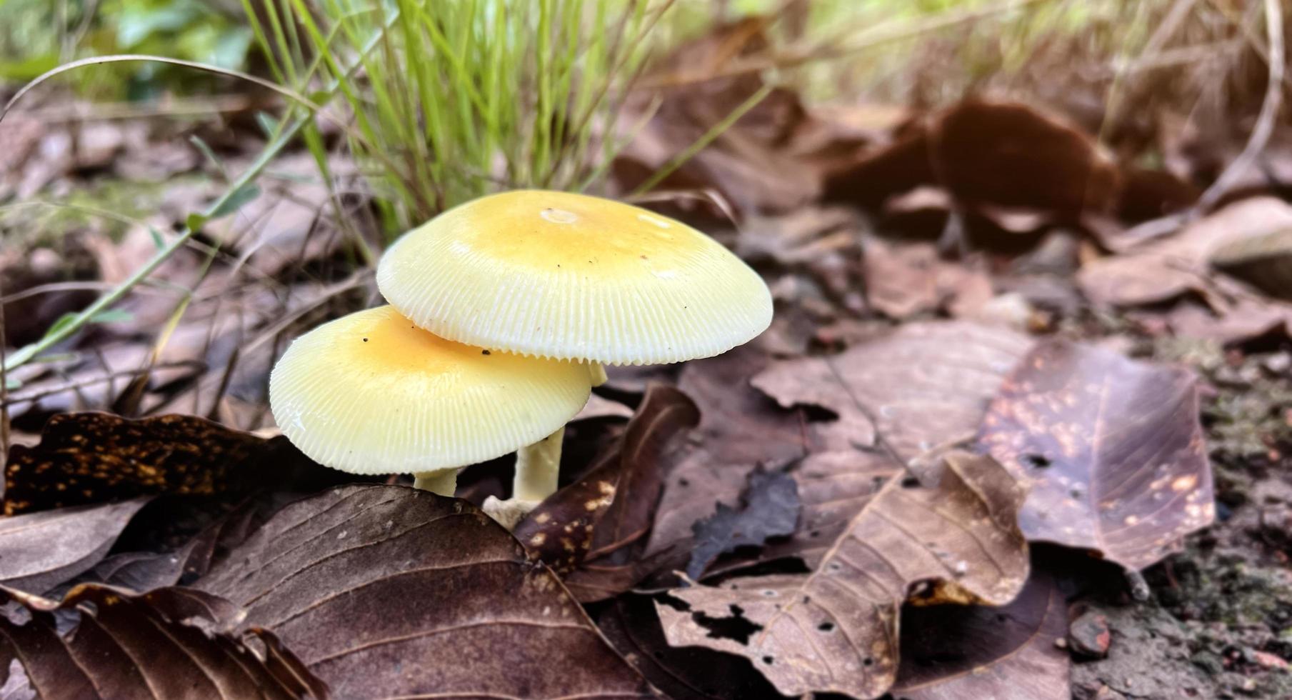 natuurlijke wilde paddenstoelen in Zuidoost-Azië die na regen op de grond in het bos voorkomen en die door mensen kunnen worden geplukt om voedsel te maken. foto