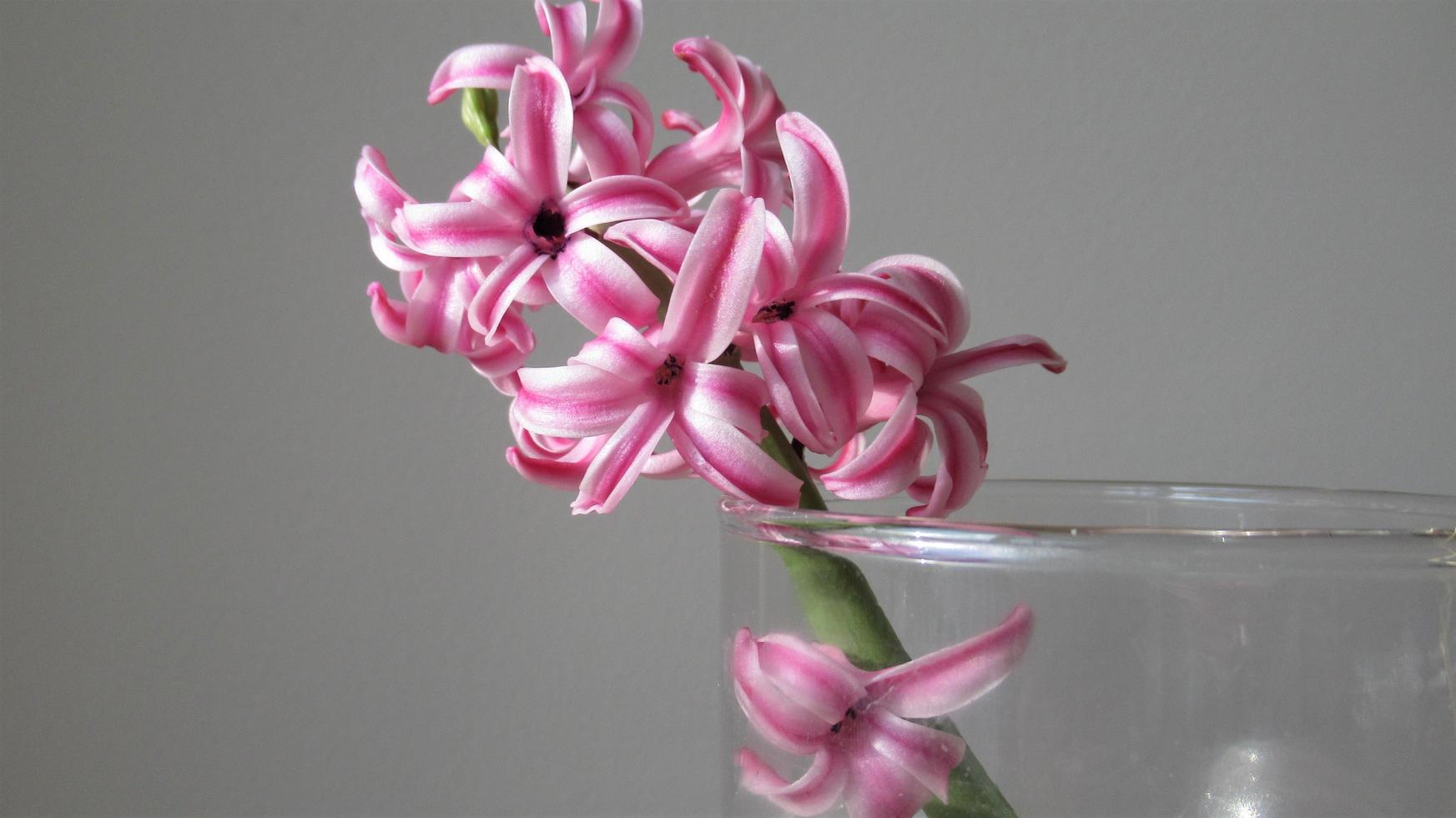 hyacint, roze lentebloem foto