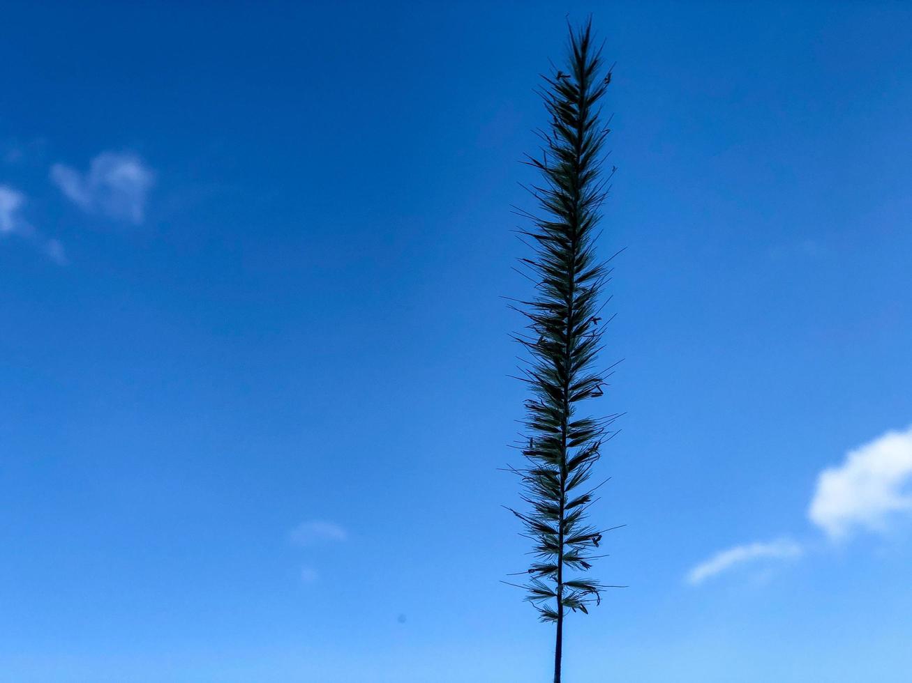 gras met wolkenachtergrond foto