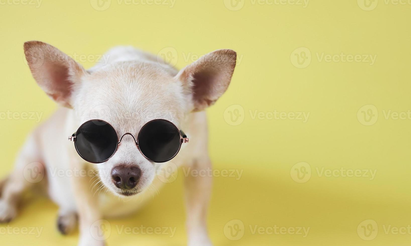 bruine chihuahua-hond die een zonnebril draagt die op gele achtergrond met exemplaarruimte zit. zomer reizen concept. foto