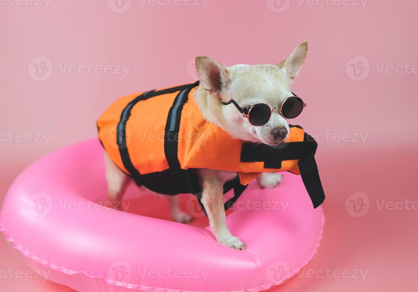 schattig bruin kort haar chihuahua hond dragen zonnebril en oranje reddingsvest of reddingsvest staande in roze zwemmen ring, geïsoleerd op roze achtergrond. foto