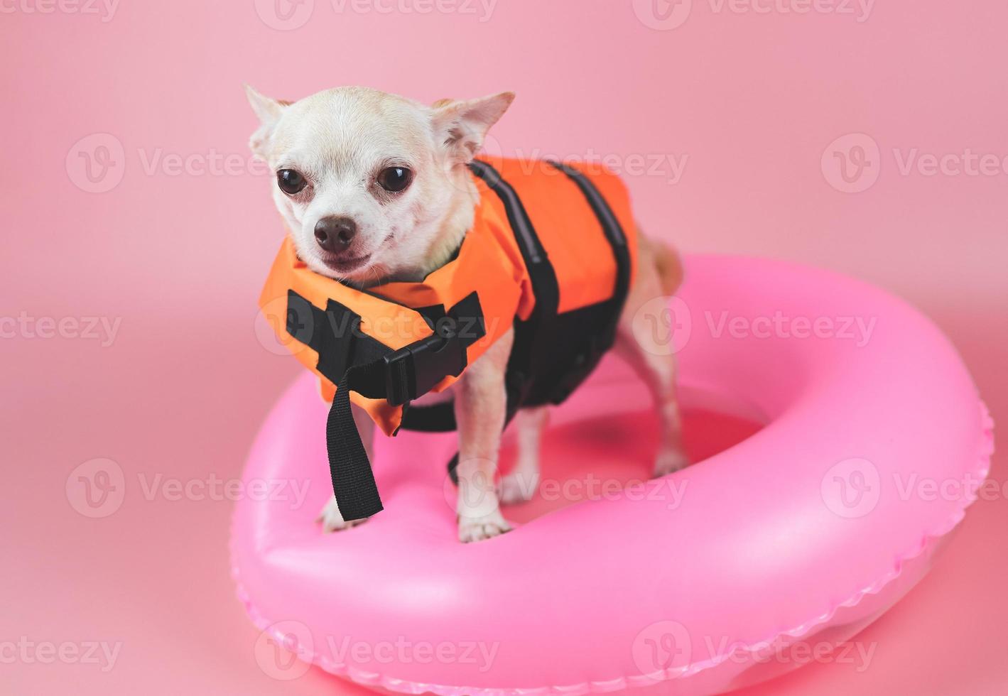 schattig bruin kort haar chihuahua hond dragen oranje reddingsvest of reddingsvest staande in roze zwemmen ring, geïsoleerd op roze achtergrond. foto