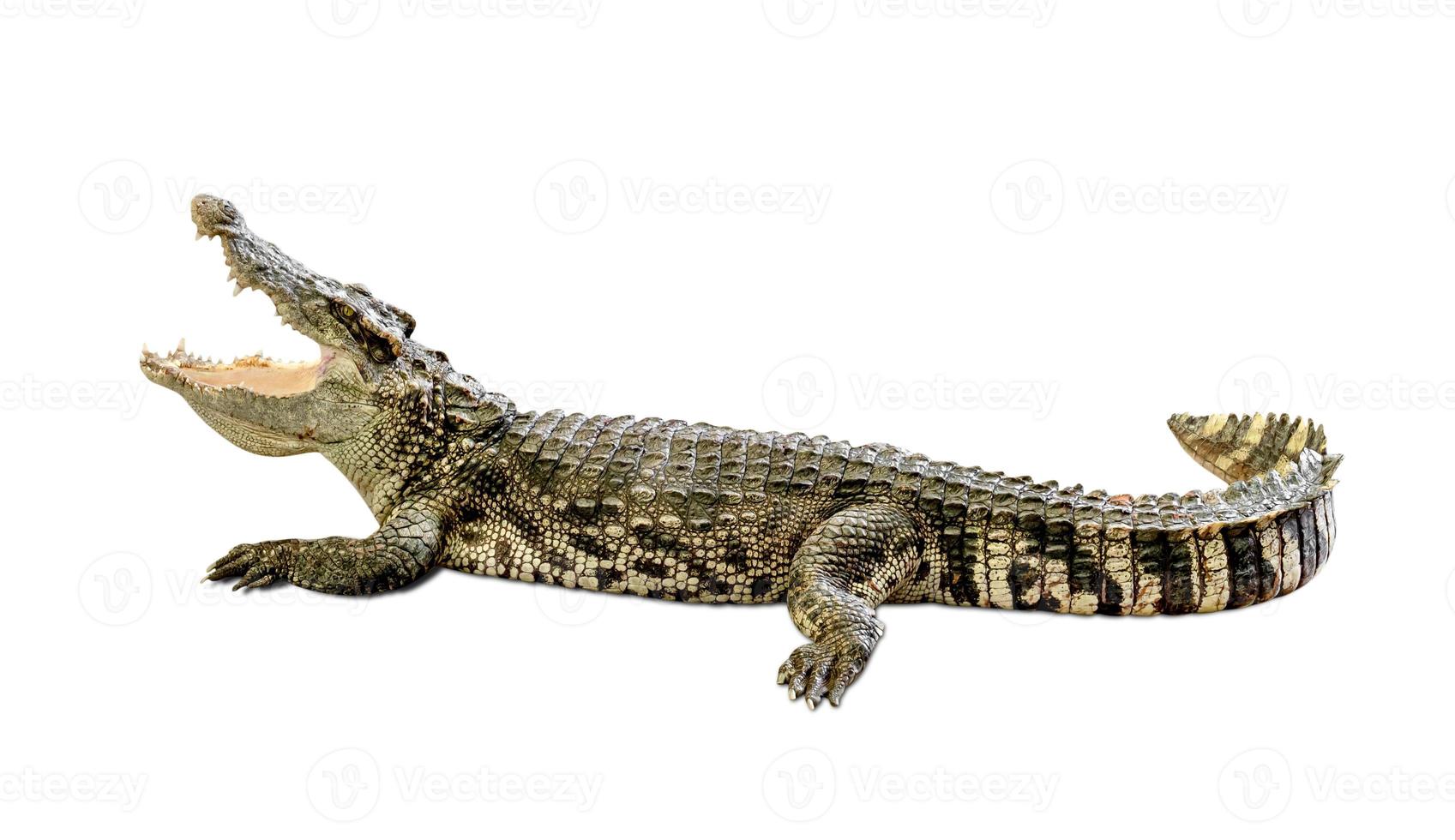 krokodil geïsoleerd op een witte achtergrond, inclusief uitknippad foto