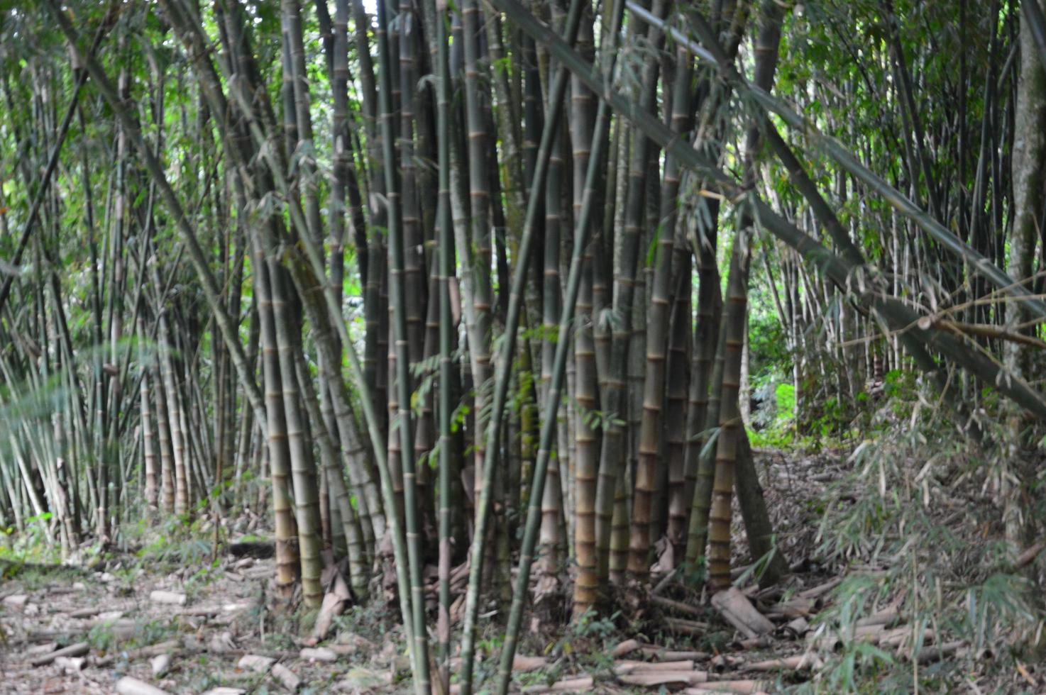 panorama bamboebos foto