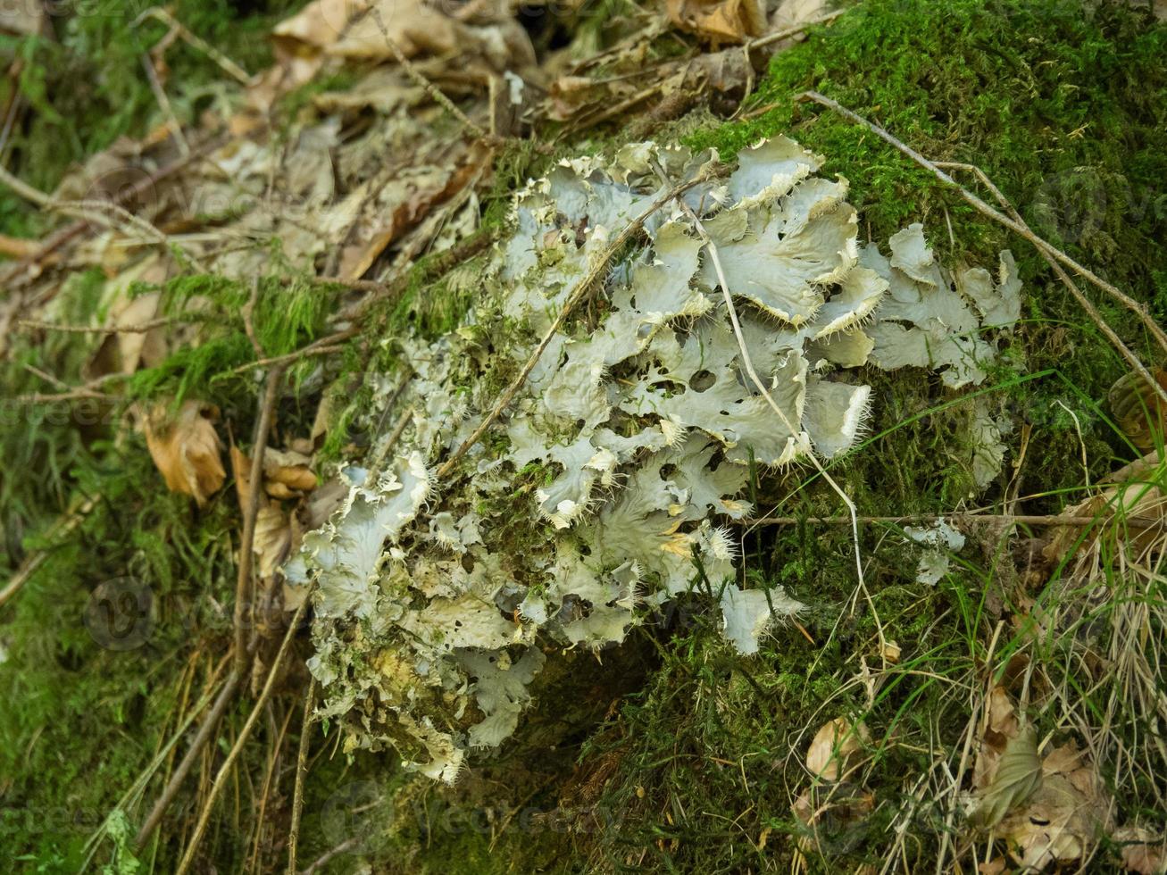 het zwarte woud in duitsland foto