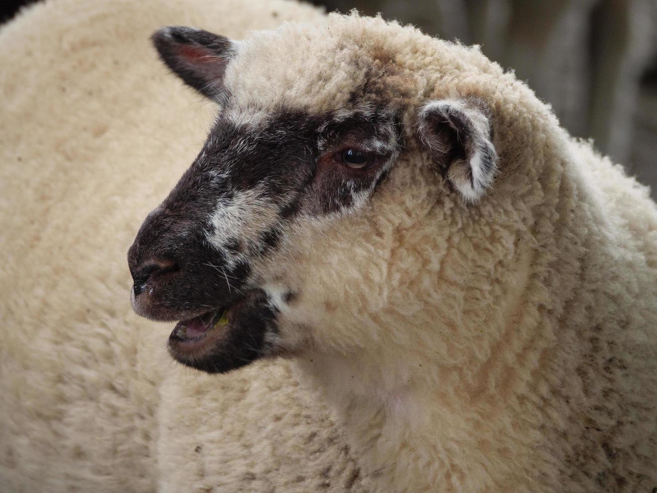 schapen op een veld in duitsland foto