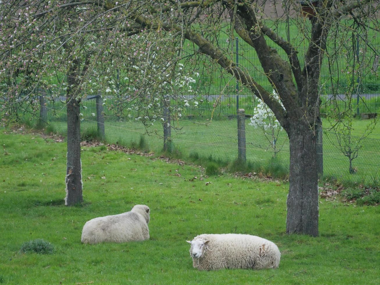 schapen op een veld in duitsland foto