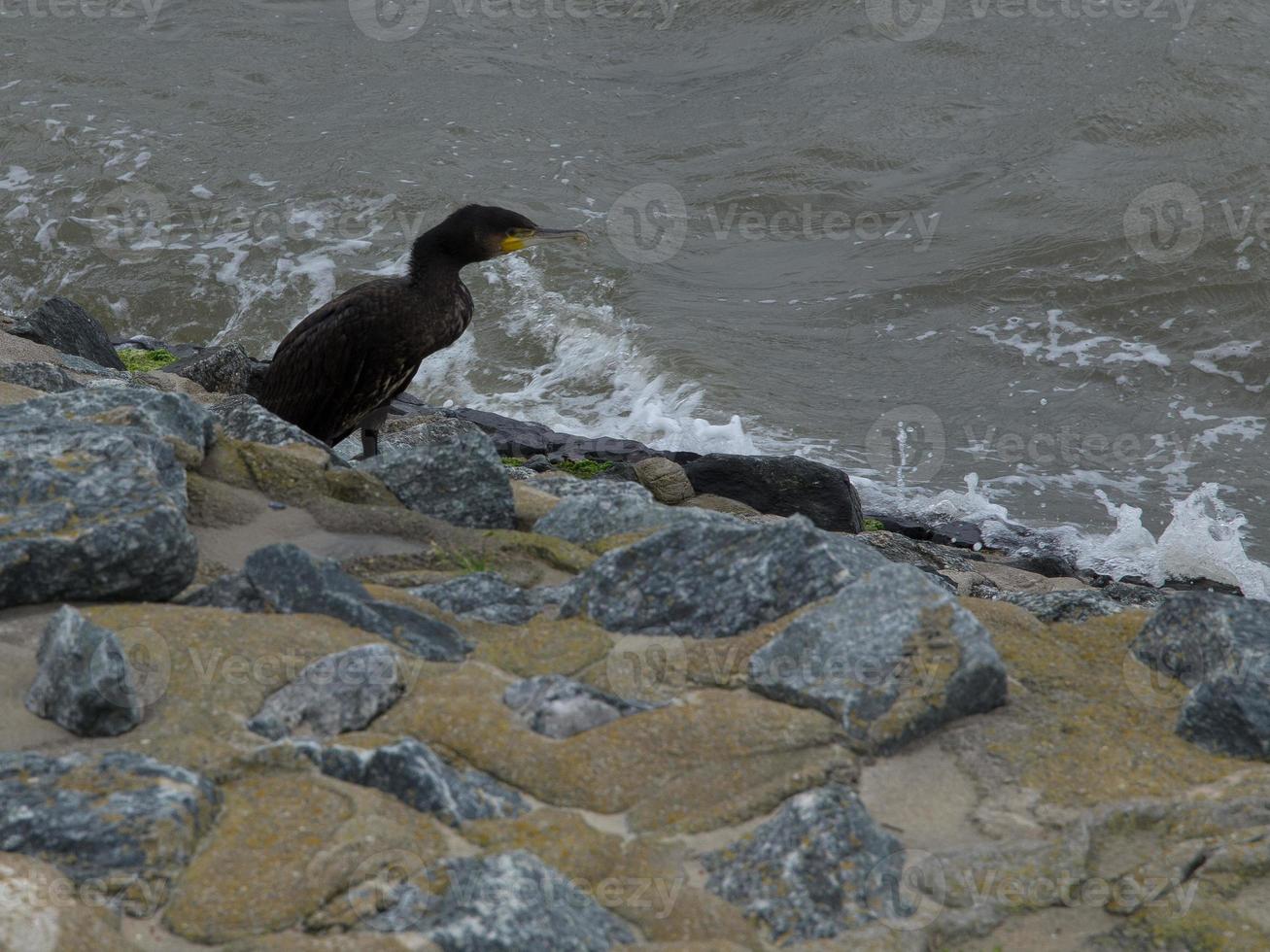 het eiland nordney in duitsland foto