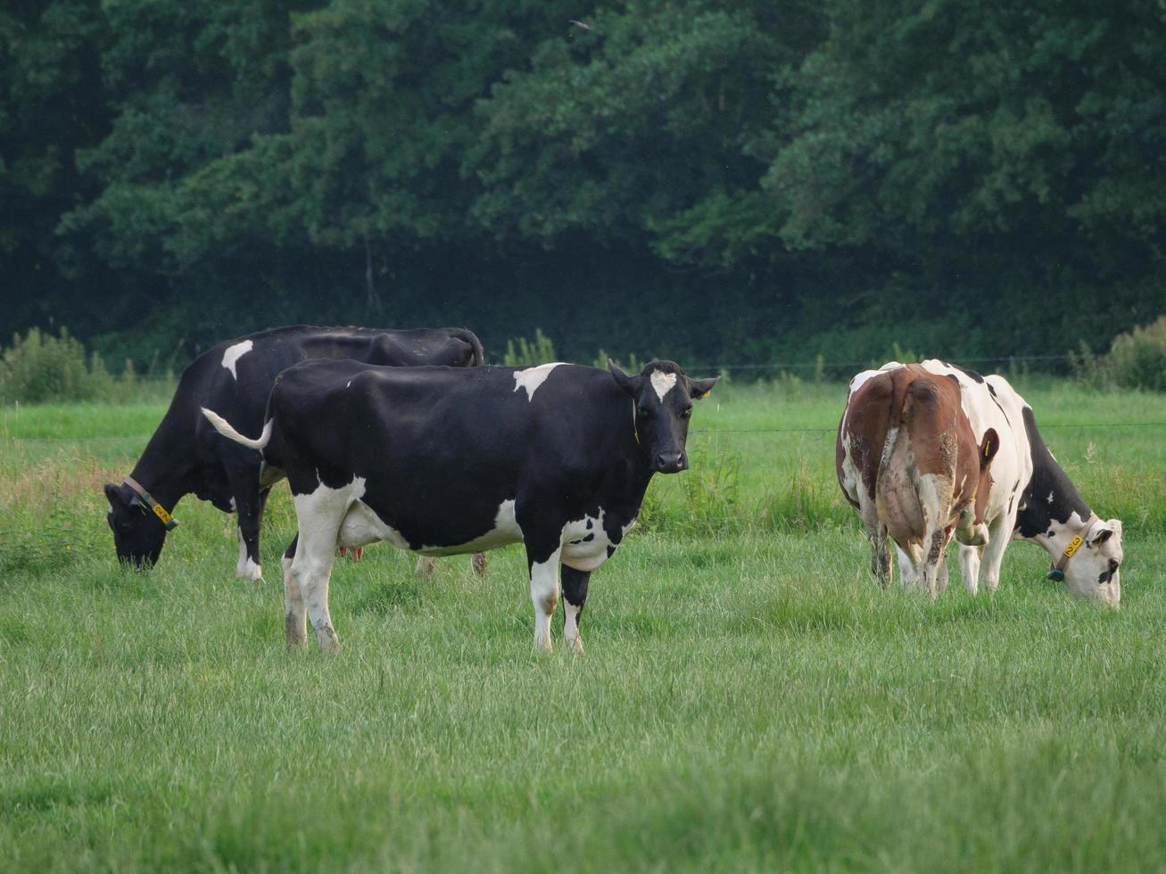 koeien in het duitse münsterland foto