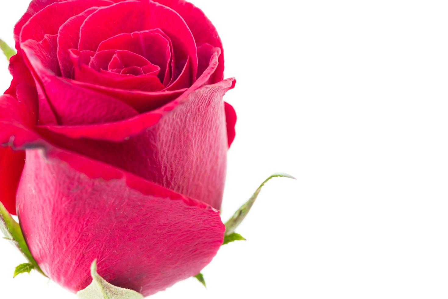 close-up rode roos geïsoleerd op witte achtergrond foto