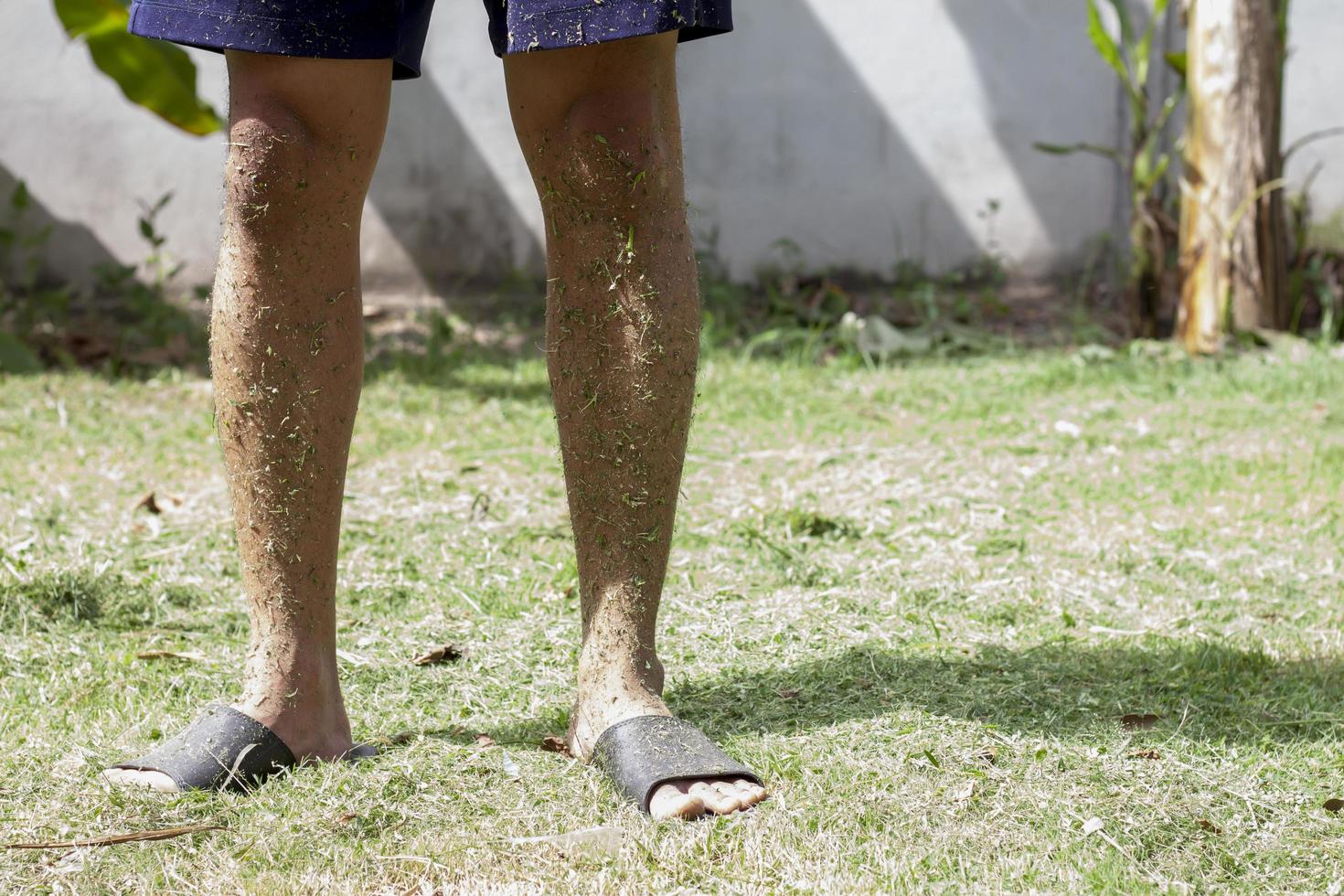 de benen van een man waren vuil van het gemaaid gras. omdat hij een korte broek draagt om het gras op het gazon te maaien zonder beschermende kleding te dragen. foto