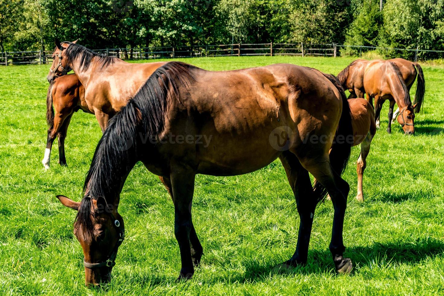 kudde elite paarden graast op het gazon in de buurt van bos foto