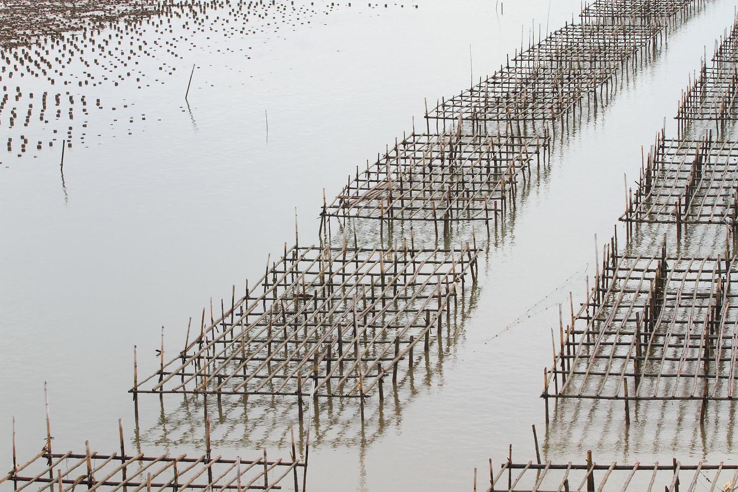 schelpdierkwekerij, thailand foto