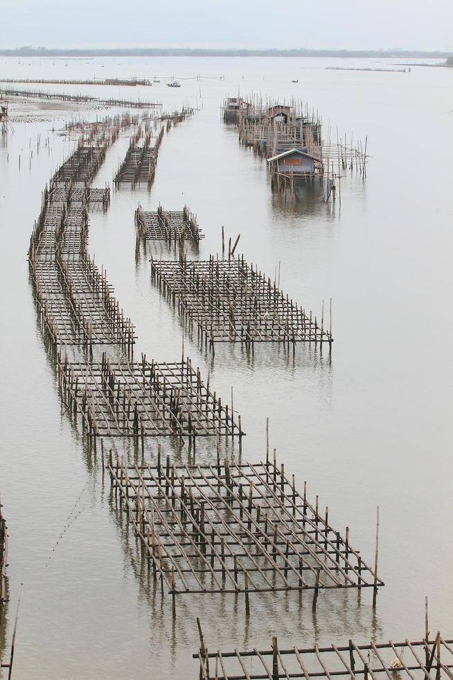 schelpdierkwekerij, thailand foto