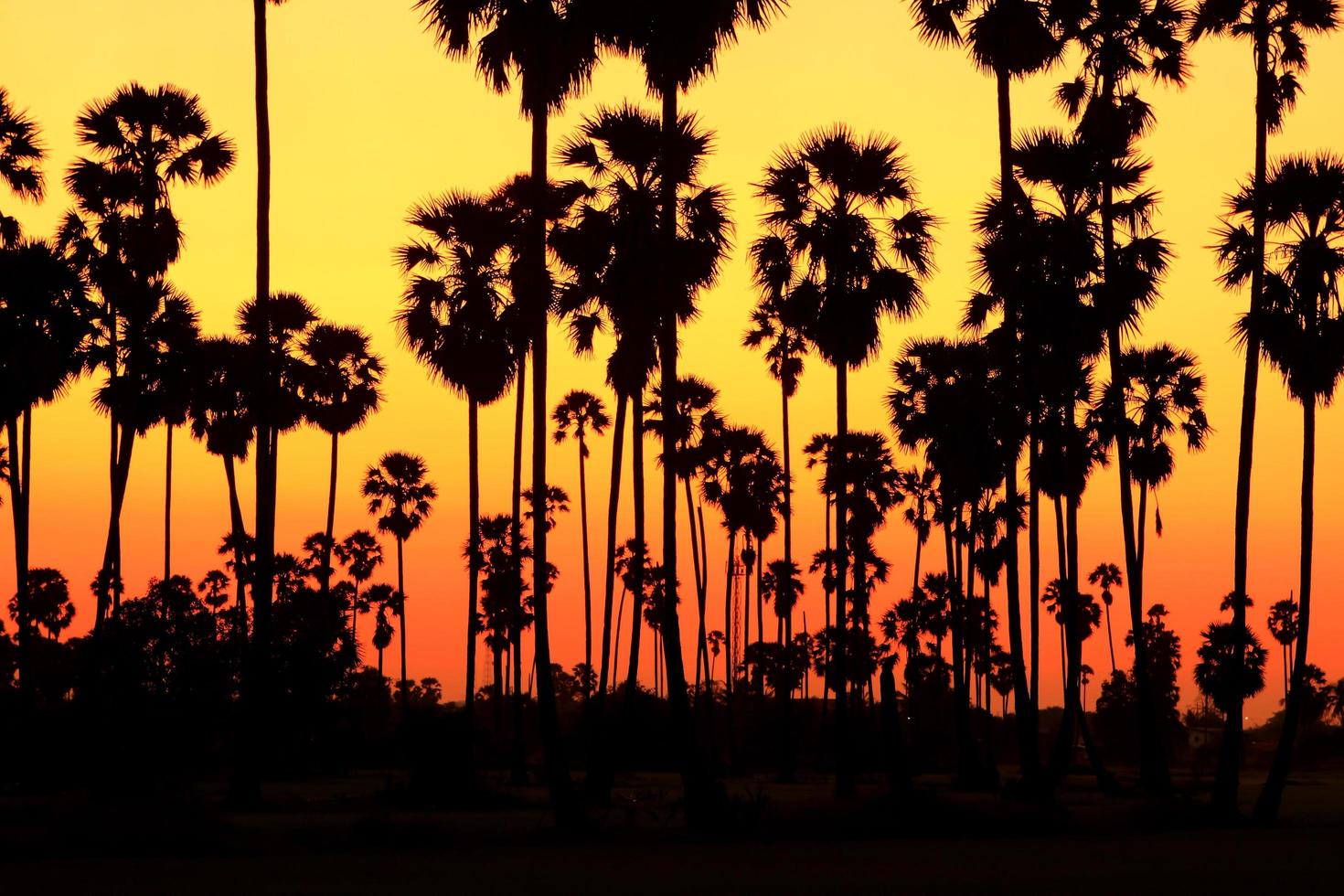 silhouet palmbomen bij zonsondergang foto