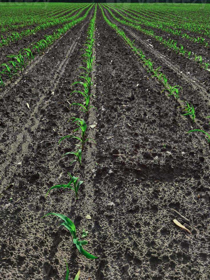zaailing maïs in het seizoen als het regent. boeren hebben geplant. foto