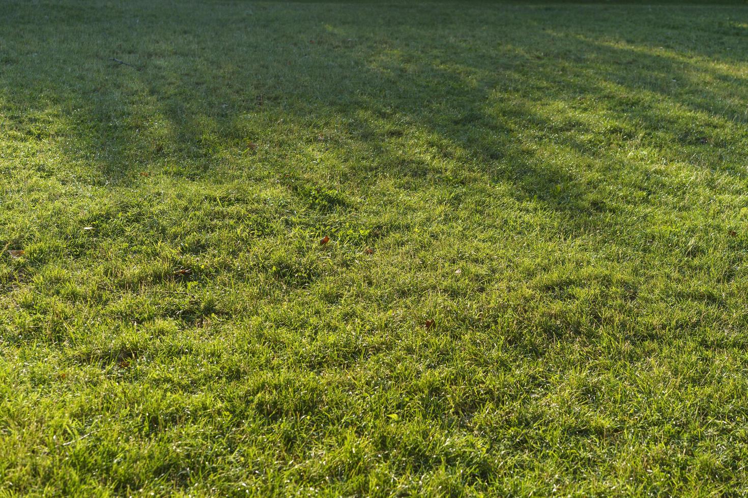 natuurlijke getextureerde groene achtergrond van vers gras foto