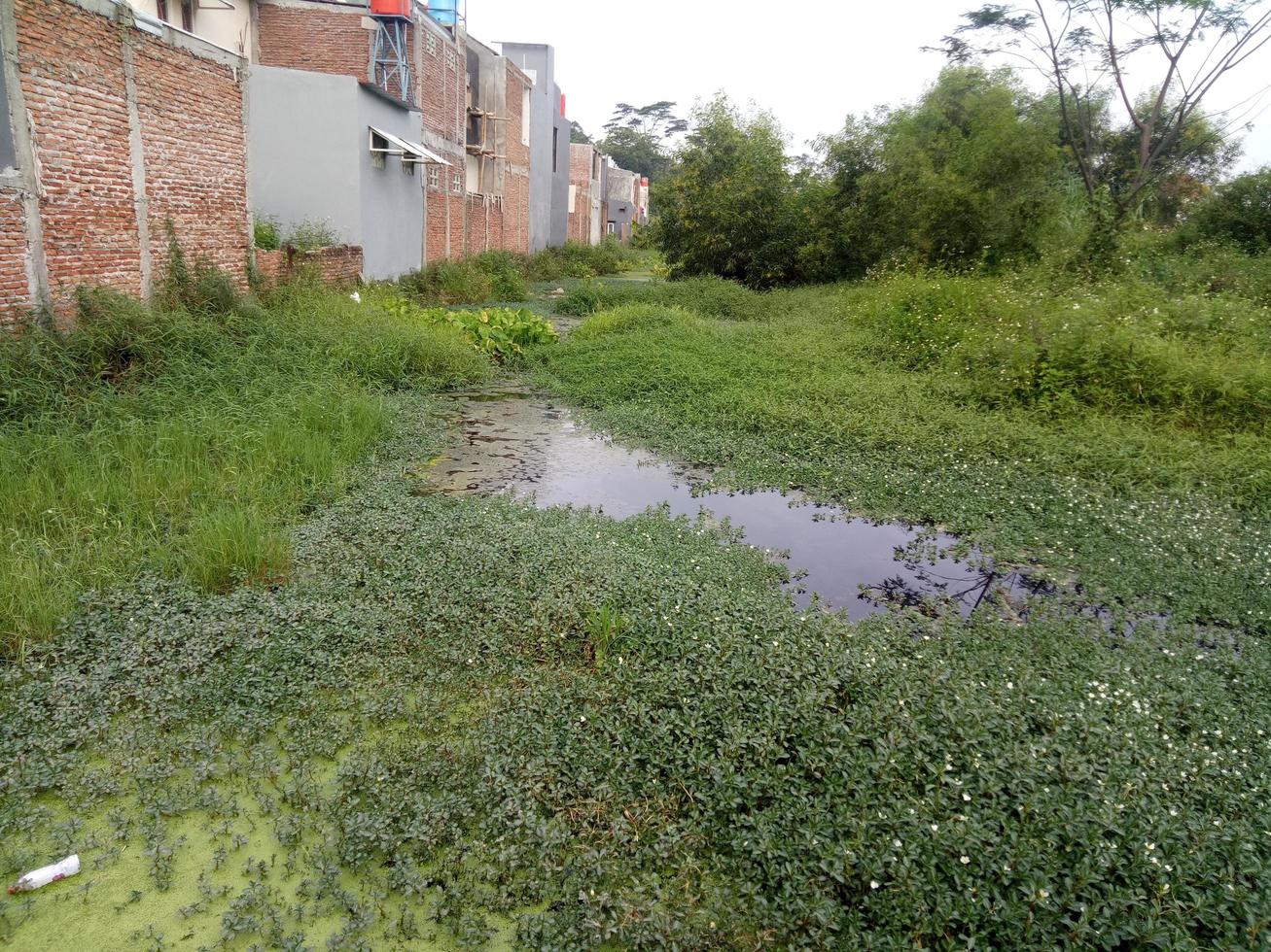 moeras achter het huis gevuld met water en gras foto