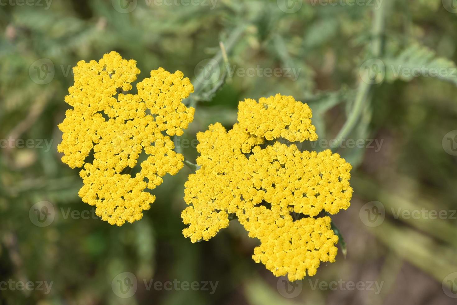 zeer mooie bloeiende gele duizendblad wilde bloemen bloeien foto