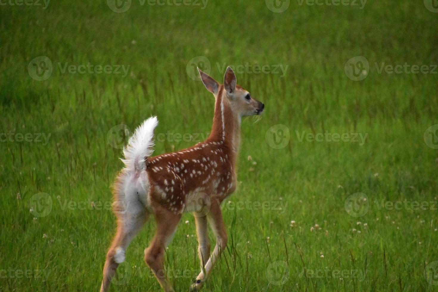 heel lief grazend baby witstaarthert foto