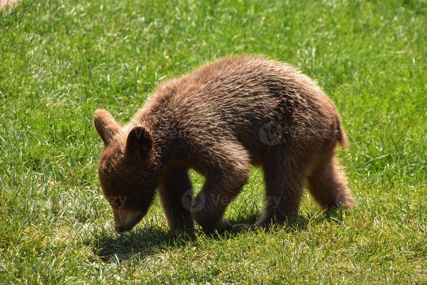 bruine zwarte berenwelp op een zomerdag foto