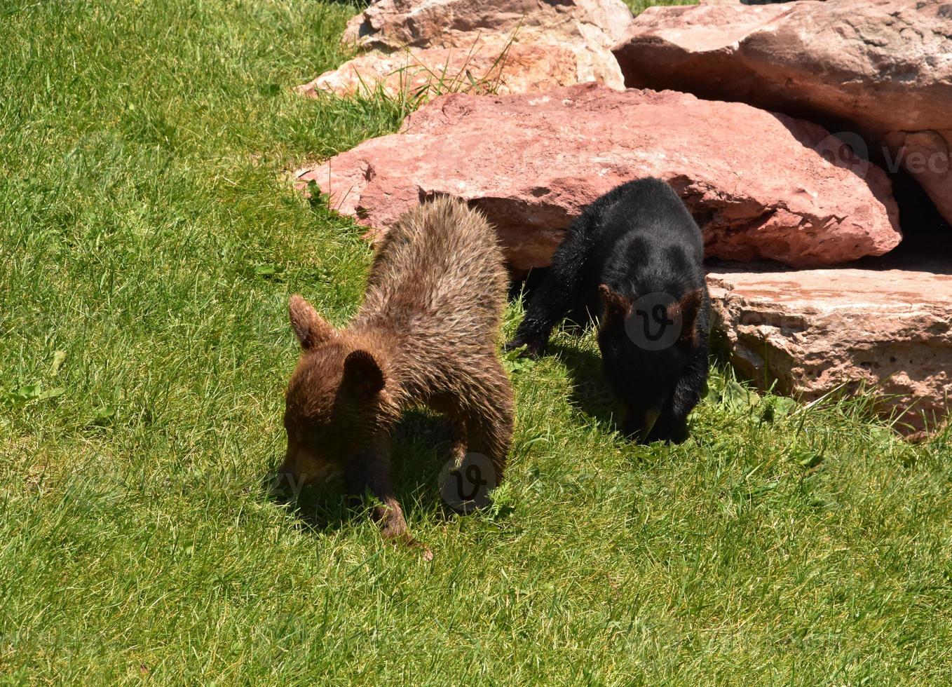 twee zwarte berenwelpen in de zomer foto