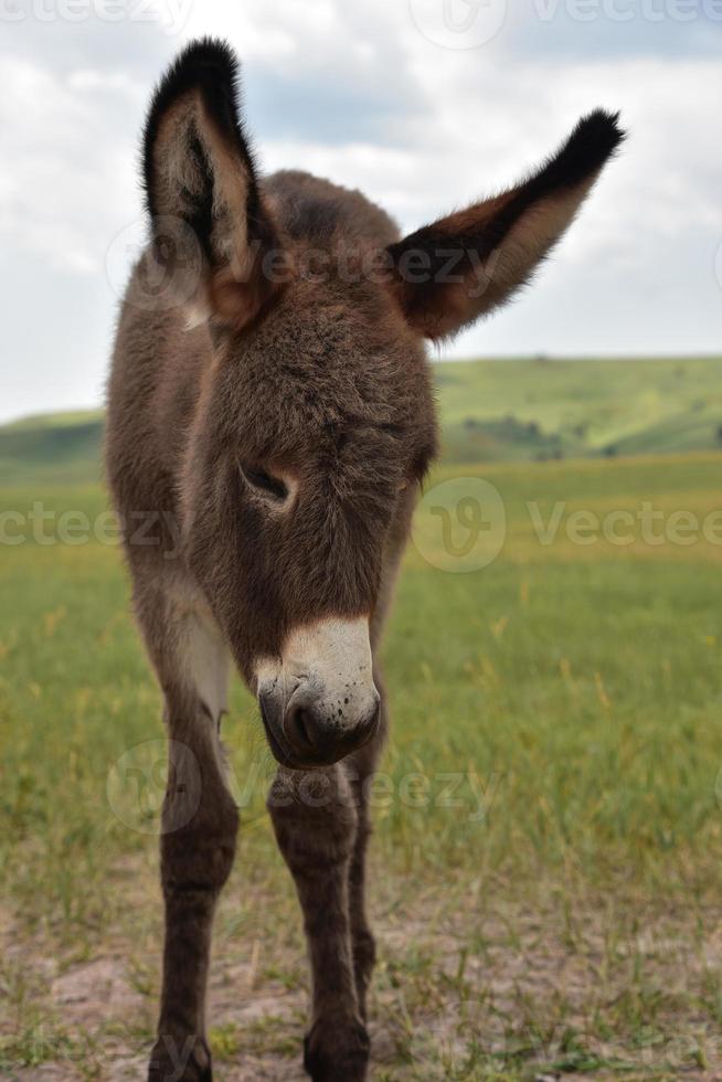 jonge bedelende burro die in grasveld staat foto