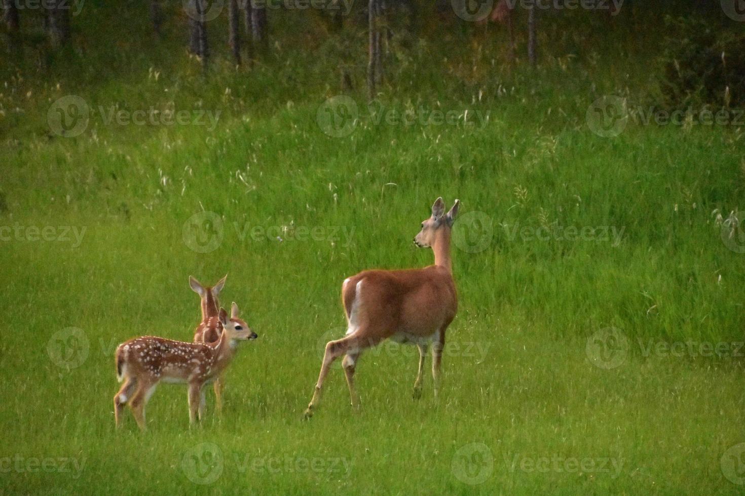 familie van herten met twee reekalfjes in een veld foto