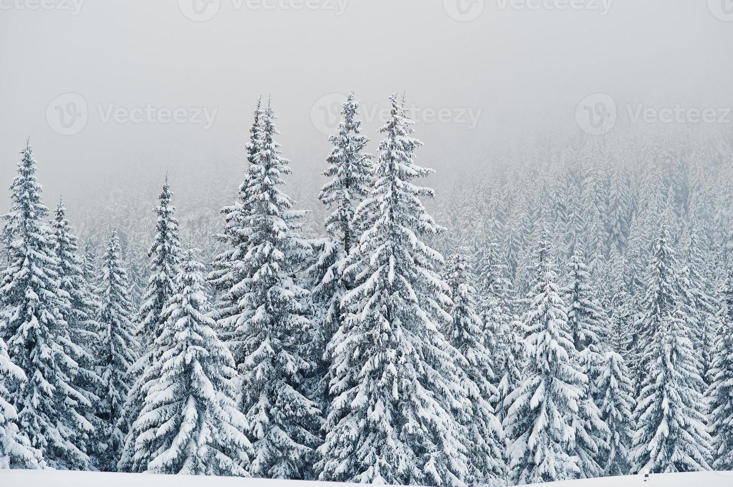 pijnbomen bedekt met sneeuw op de berg chomiak. prachtige winterlandschappen van de karpaten, oekraïne. majestueuze vorst natuur. foto