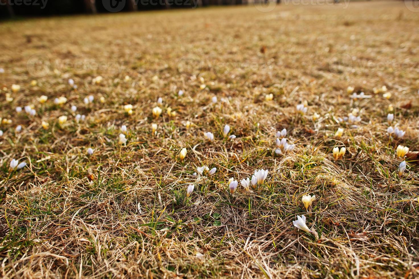 saffraan bloemen op veld. crocus sativus bloeiende witte en gele plant op de grond, close-up. foto