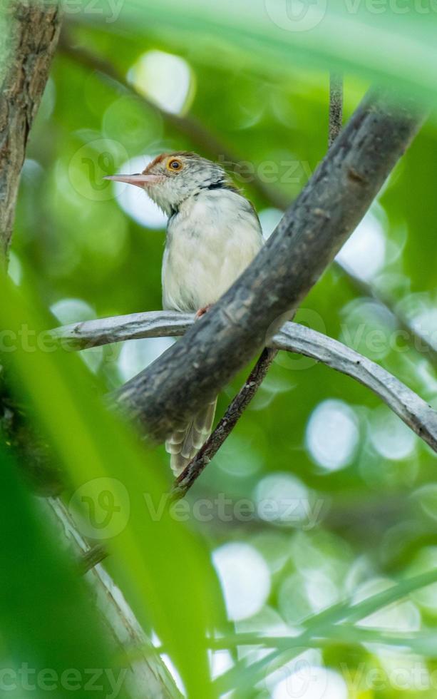 gemeenschappelijke tailorbird neergestreken op boom foto