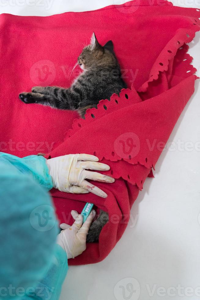 dierenarts die de temperatuur van kleine kitten meet na sterilisatieoperatie foto