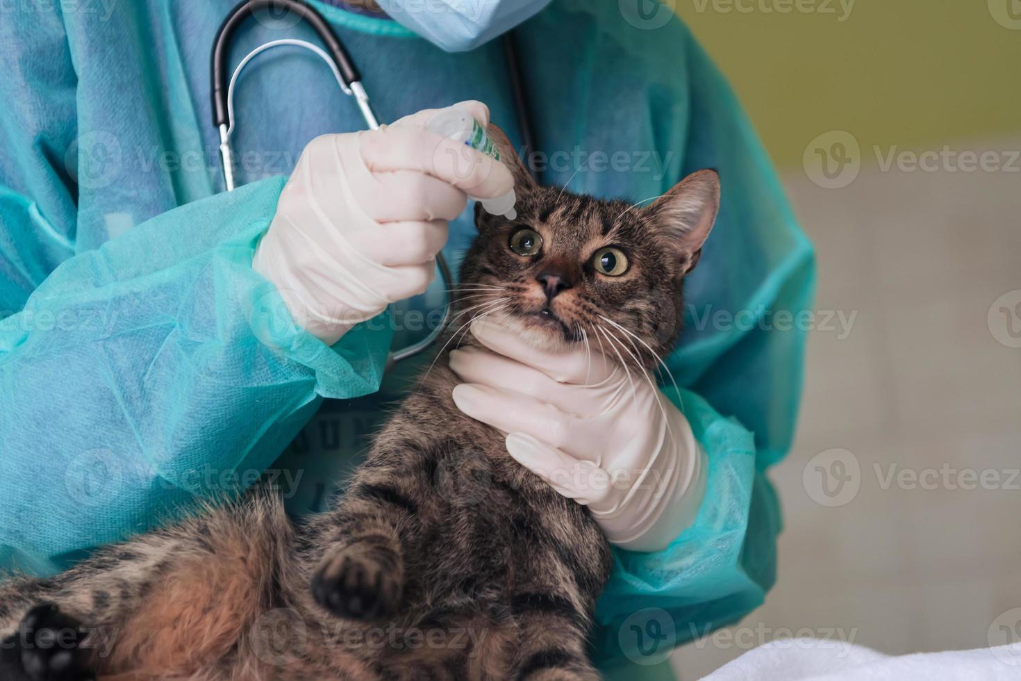 vrouwelijke chirurg of arts in het dierenziekenhuis die een schattige zieke kat voorbereidt op een operatie, waarbij druppels in kattenogen worden gedaan om te beschermen tijdens de behandeling. foto