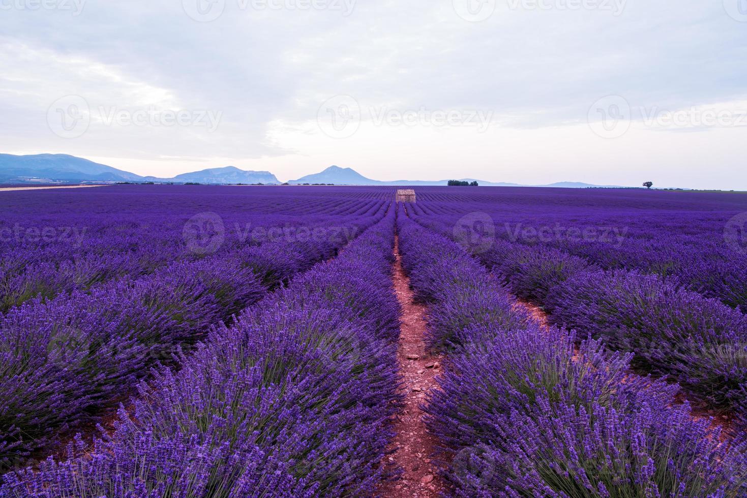 lavendel veld frankrijk foto