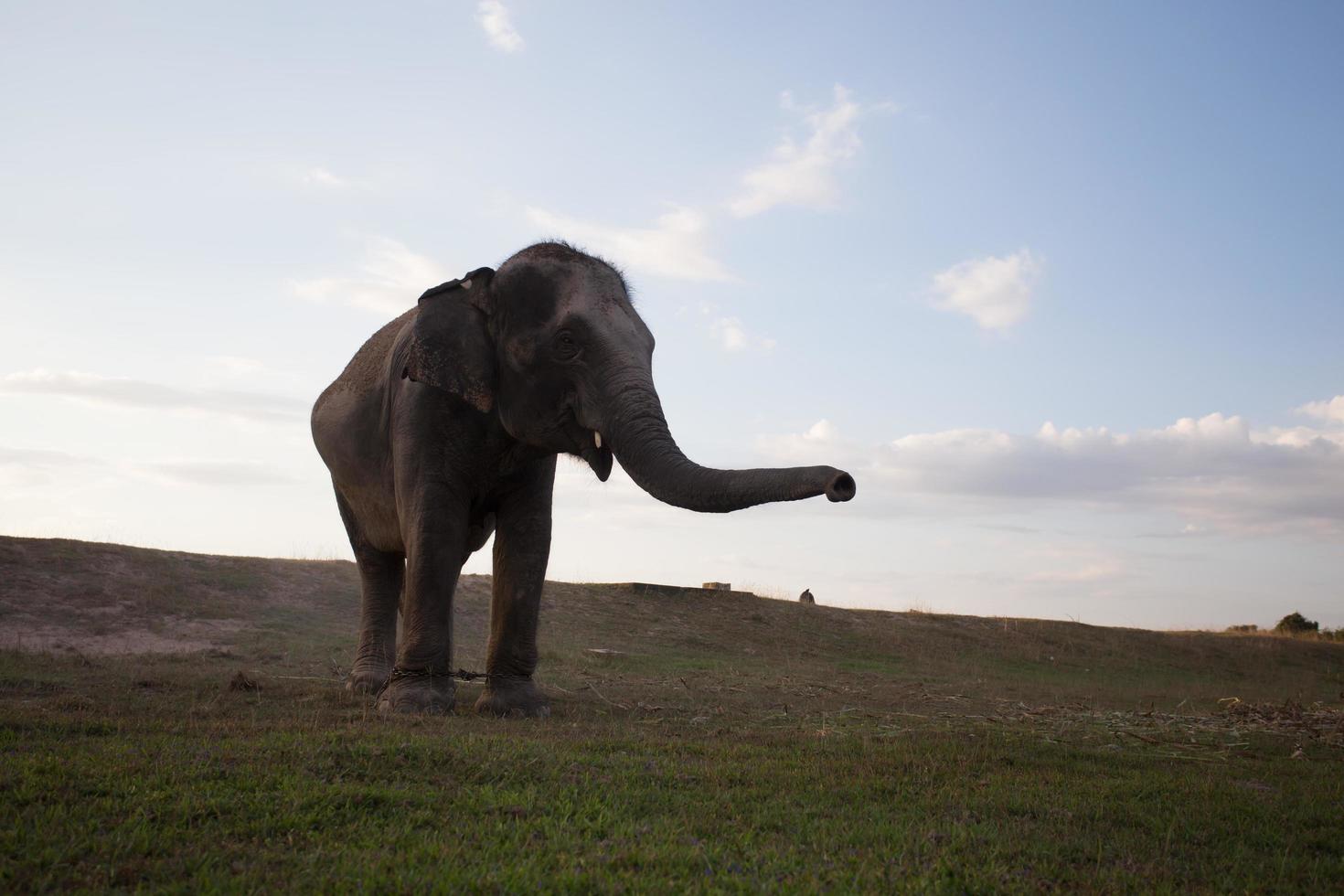 azië olifant in surin, thailand foto