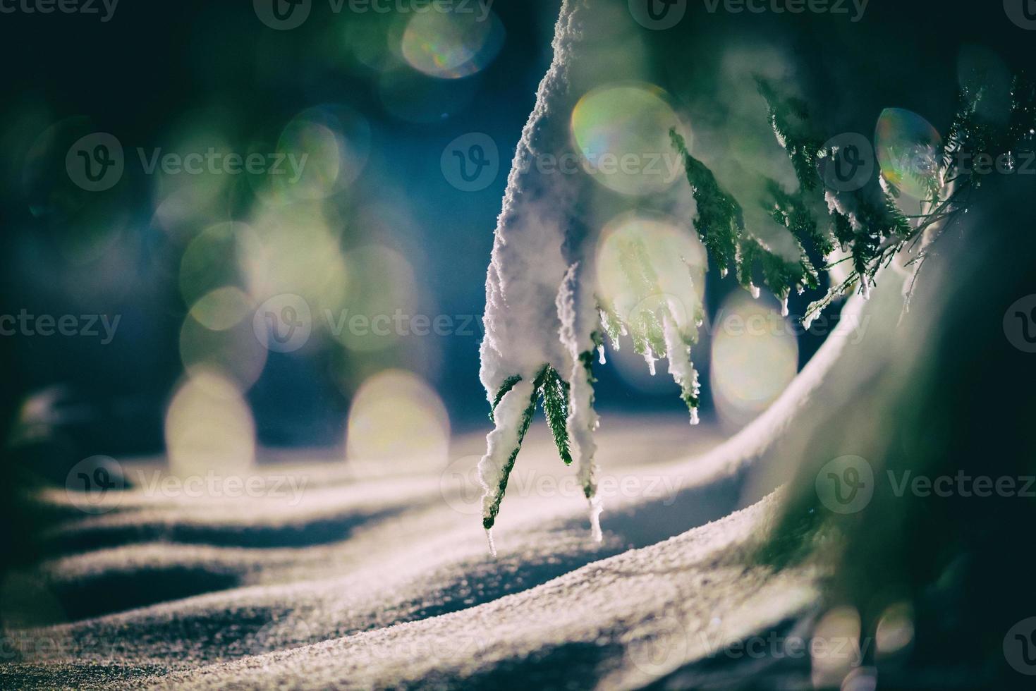 boom bedekt met verse sneeuw in de winternacht foto