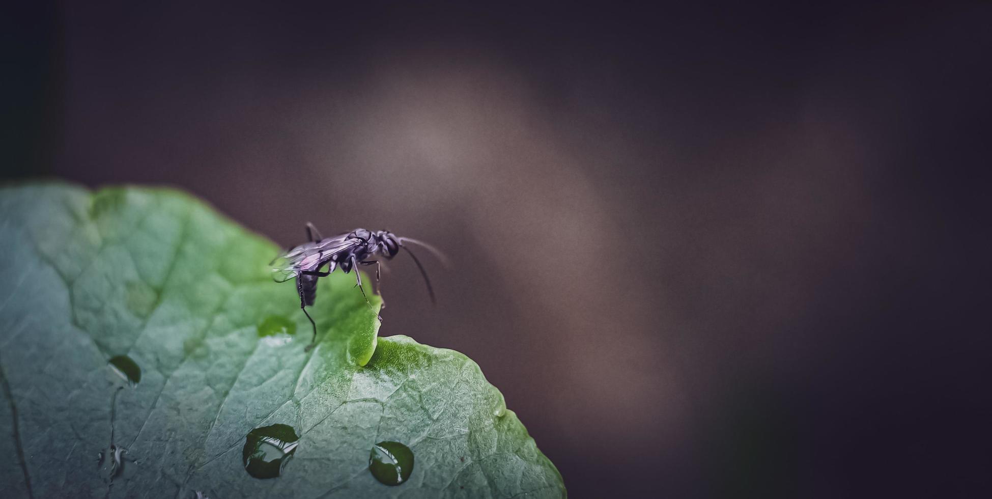 zwarte mier op blad, kleine zwarte ogen van mieren op groene bladeren foto