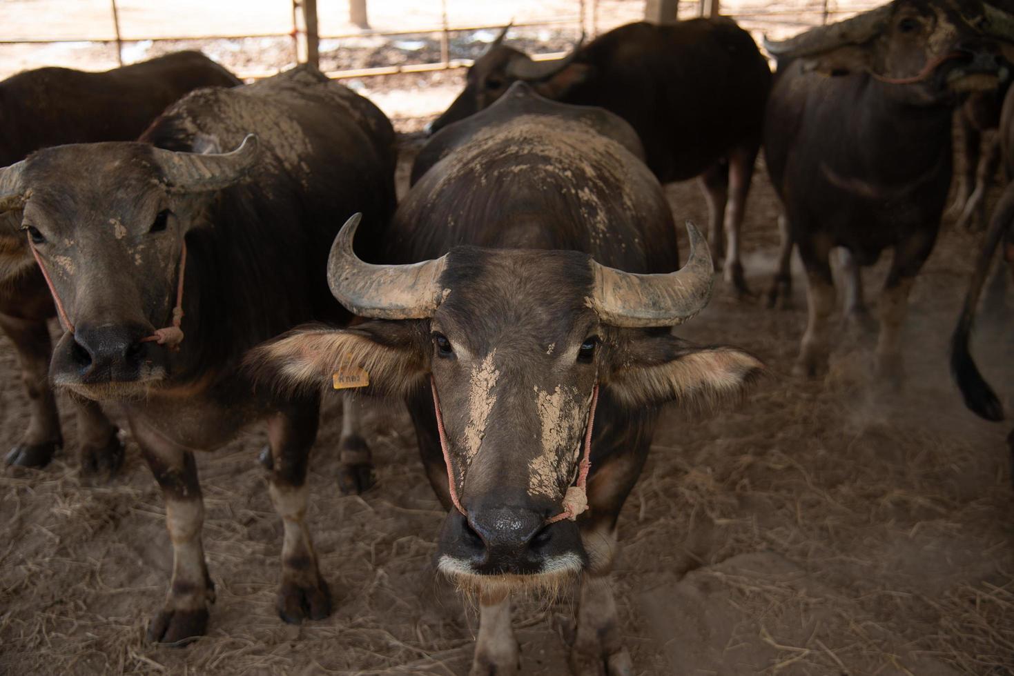 buffel op de boerderij foto