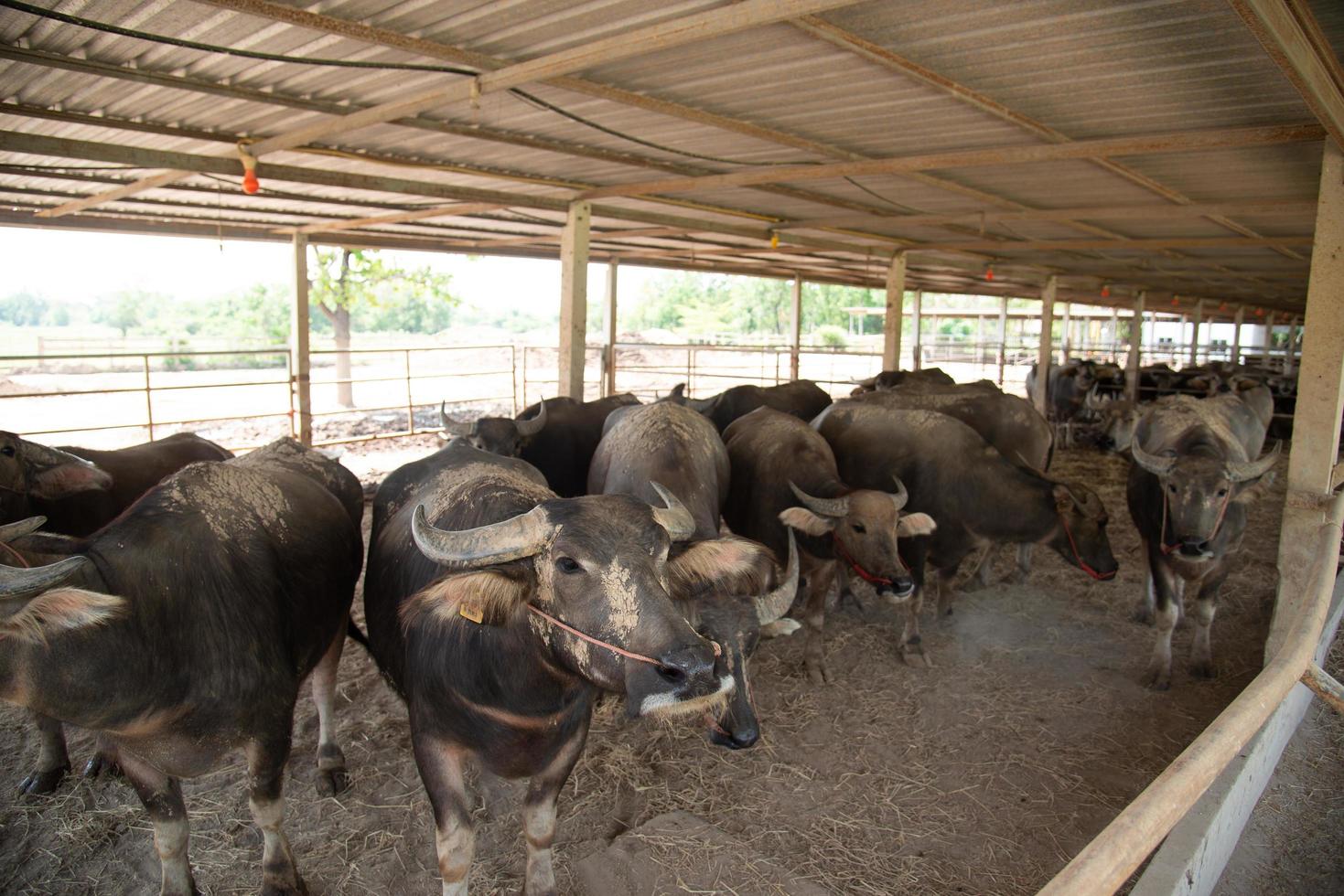 kudde buffels op de boerderij foto