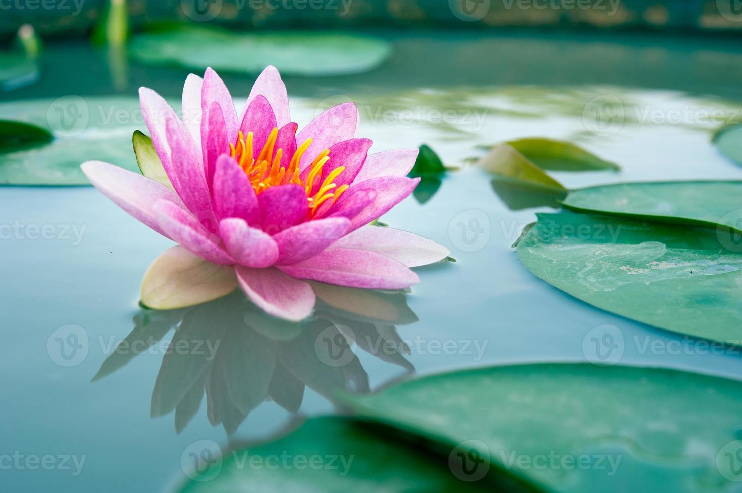 mooie waterlelie of lotusbloem in een vijver foto
